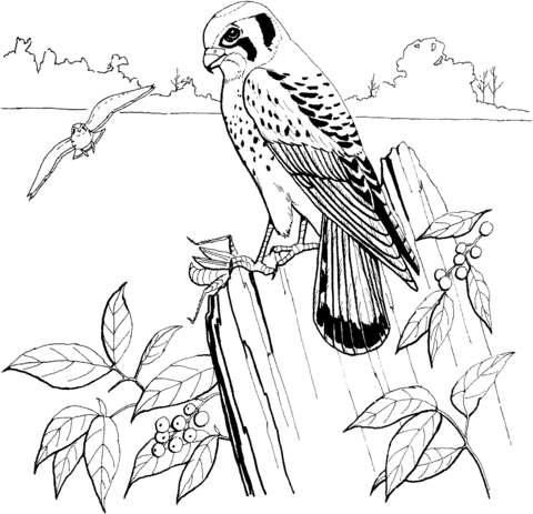 Sparrow Hawk Or American Kestrel Coloring Page